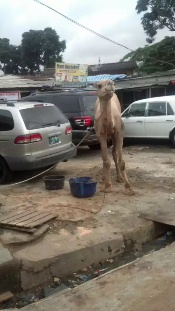 Sallah Meat? Spotted Camel At Allen Junction Ikeja [See Photos]